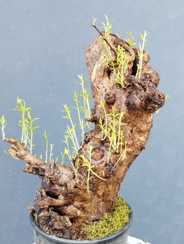 Plante pré bonsaï - plante, pré-bonsaï