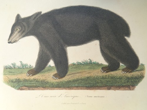 Gravure ancienne animaux - gravure,