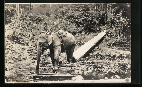 éléphant travail lors du - Éléphant, de