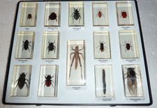 superbe lot de 14 véritables