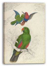 Toile/Cadres Edward Lear -