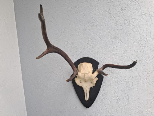Trophée cerf élaphe - cerf,