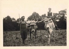 ANCIENNE JOLIE PETITE PHOTO NOIRE ET BLANC VIE AGRICOLE DEUX HOMMES ET VACHES