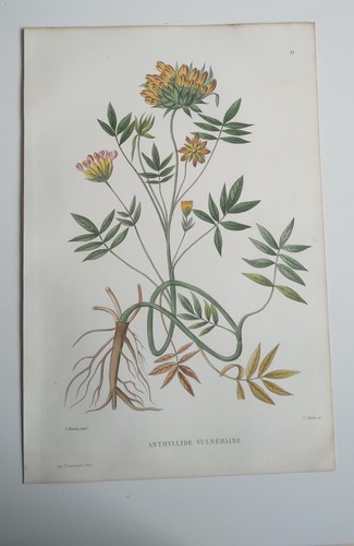 Planche botanique gravée - planche,