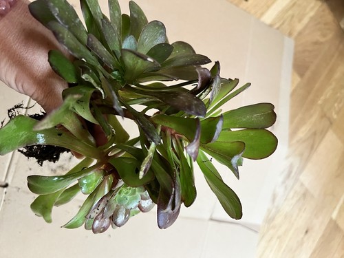 Aeonium velour - 🌺,