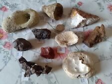 Minéraux Fossiles - LOT de 10