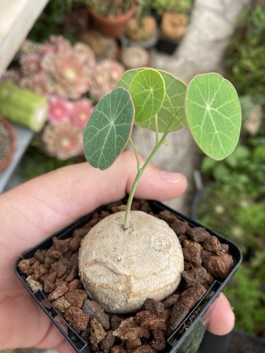 Stephania erecta caudex - caudex,