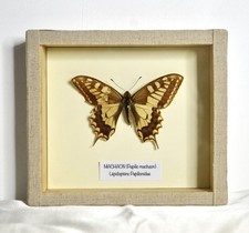 Cadre Papillon taxidermie MACHAON (Papilio machaon) Lépidoptère Vintage