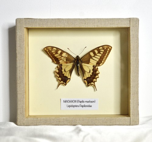 Cadre papillon taxidermie - cadre,