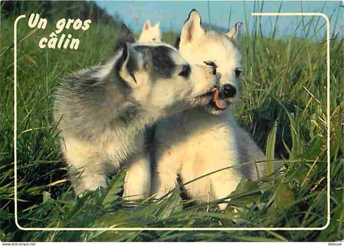 Carte postale animaux - postale,