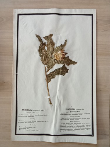 Ancien herbier botanique - herbier,