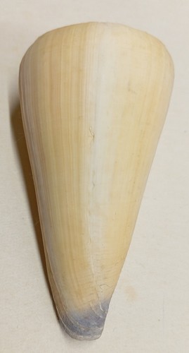 Conus virgo - (lividoconus),
