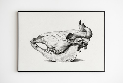 Crâne imprimé vache - crâne,