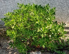 SEDUM "Praealtum"