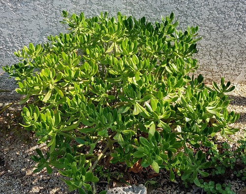 Sedum praealtum - sedum, "praealtum"