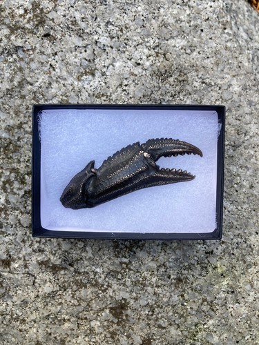 Solid bronze dungeness - solid, crab