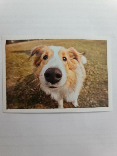 Image sticker autocollant