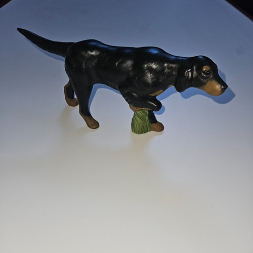 Coonhound gordon setter - or,