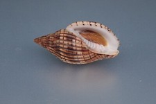 23 - Sea shells -  Lyria