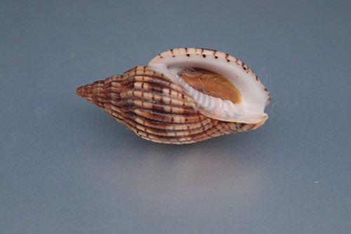 Sea shells lyria - shells,
