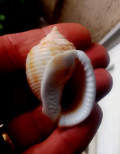 rare Semicassis undulata coquillage mollusque gastéropode Méditerranée Italie