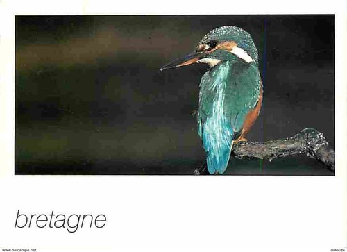 Carte postale animaux - postale,
