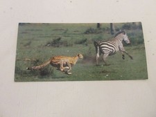 FICHE 525 PHOTO ANIMAUX Le GUEPARD - Les RECORDS