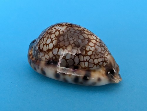 Cypraea histrio mm - histrio, gem