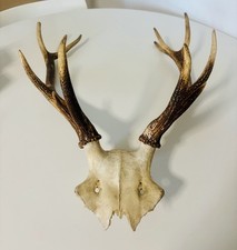 MASSACRE BOIS DE CERF
