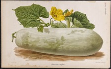 1887 - Courge cireuse -