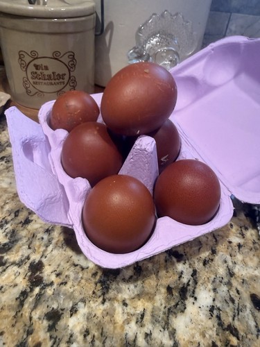 Black copper maran hatching - 6,