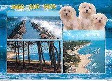 Animaux - Chiens - Bichon Maltais - Jard sur Mer - Multivues - Carte Neuve - CPM