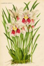 Orchidée Odontoglossum Phalaenopsis Botanique Linden Décoration Lithographie