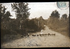 ALLIGNY-prés-COSNE (58) ELEVAGE GAVEUSE de DINDONS , Carte-Photo postale en 1905