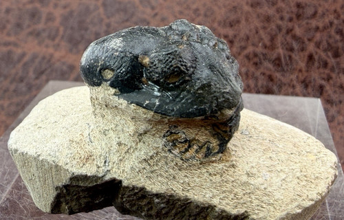 Trilobite sandstone from - trilobite,