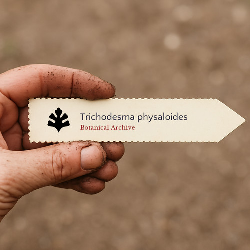 Trichodesma physaloides seeds - trichodesma,
