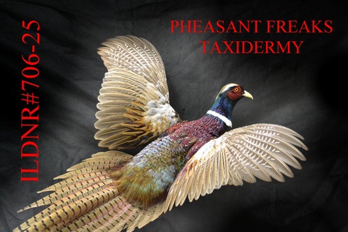 Pheasant taxidermy mount - pheasant,