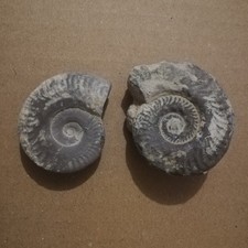 Lot de 2 fossiles