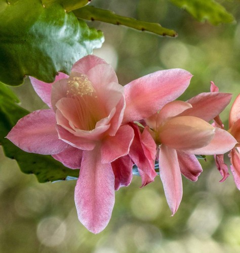Epiphyllum oxypetalum - , cv