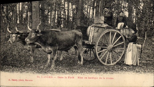 Landes dans forêt - forêt, —