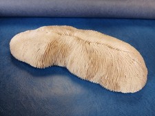 ancien coussin de requin corail blanc parfait état