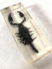 Scorpion Noir, résine inclusion insecte, dimensions 11 x 4,5 cm Curiosité