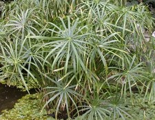 papyrus Cyperus alternifolius