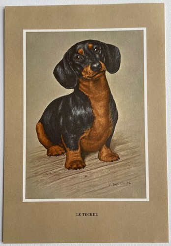 Chiens race teckel par - chiens,