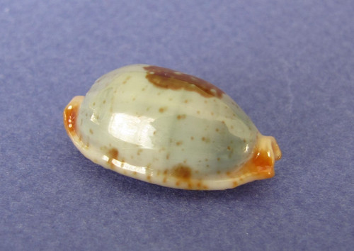 Cypraea diauges salaryensis