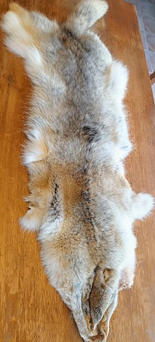 Fourrure coyote couleur - fourrure,