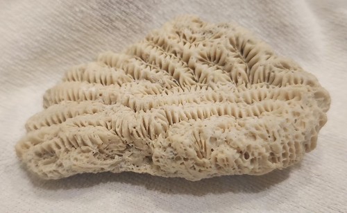 Corail blanc long - corail,