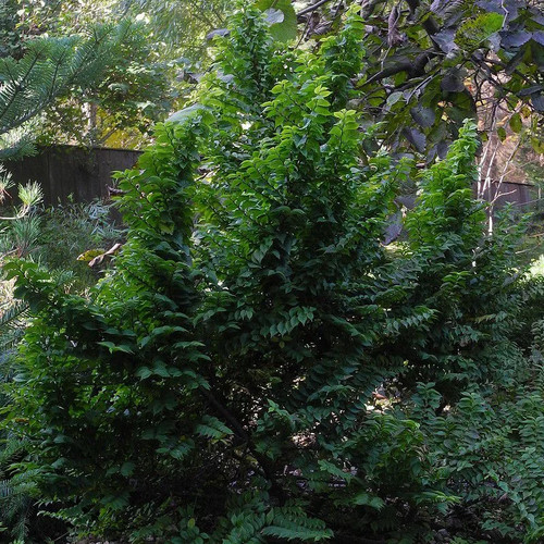 Ulmus minor jacqueline - minor, 'jacqueline