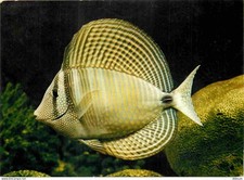 Animaux - Poissons - Aquarium Tropical du Musée de Zoologie de Nancy - Chirurgie