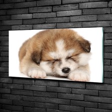 Tulup Tableau Sur Verre Trempé Image 100x50 - Chiot Akita